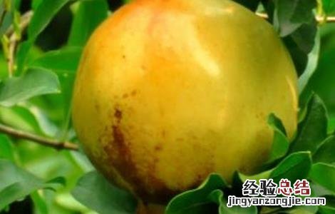 石榴常见种植品种 石榴常见种植品种图片