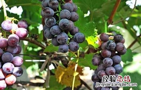 如何提高葡萄的座果率 如何提高葡萄的座果率和产量