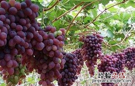 如何提高葡萄的座果率 如何提高葡萄的座果率和产量