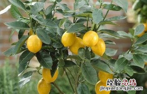 种植柠檬的注意事项 柠檬的种植方法和注意事项