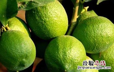 种植柠檬的注意事项 柠檬的种植方法和注意事项