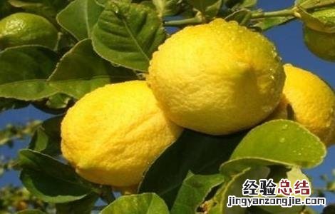 种植柠檬的注意事项 柠檬的种植方法和注意事项