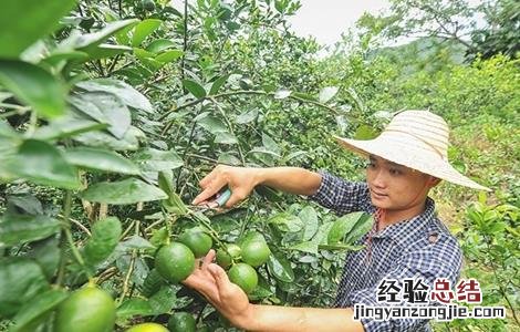 种植柠檬的注意事项 柠檬的种植方法和注意事项