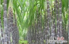 甘蔗拔节期的管理要点是 甘蔗拔节期的管理要点