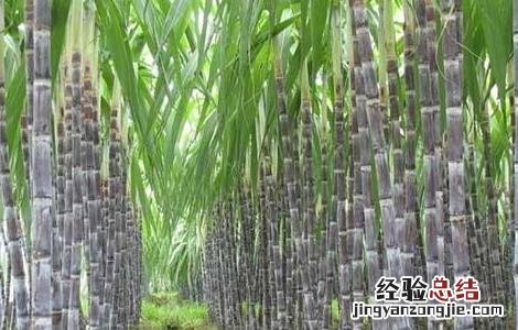 甘蔗拔节期的管理要点是 甘蔗拔节期的管理要点