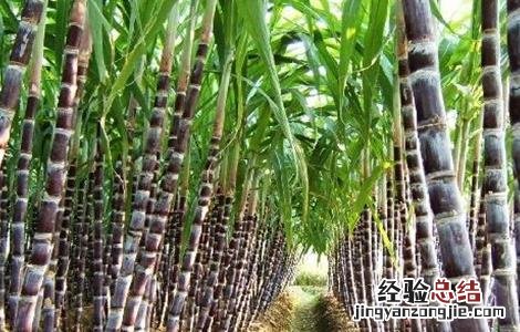 甘蔗拔节期的管理要点是 甘蔗拔节期的管理要点