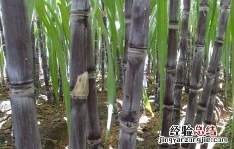 甘蔗拔节期的管理要点是 甘蔗拔节期的管理要点