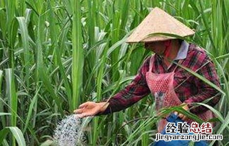 甘蔗拔节期的管理要点是 甘蔗拔节期的管理要点