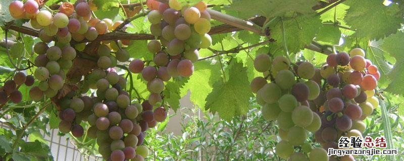 葡萄有几个部分 哪个是葡萄的底部