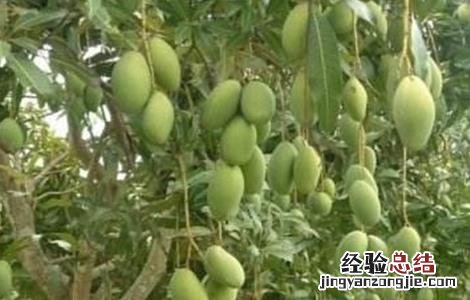 如何防治芒果日灼病 芒果有哪些病,如何防治