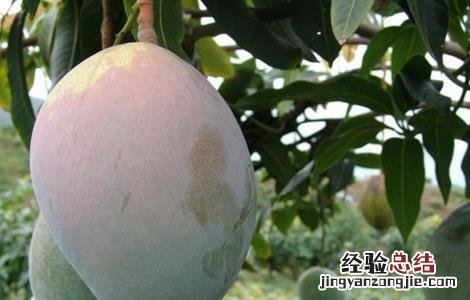 如何防治芒果日灼病 芒果有哪些病,如何防治