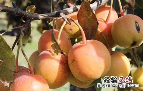 苹果裂果原因及防治 苹果水裂纹发生原因及防治