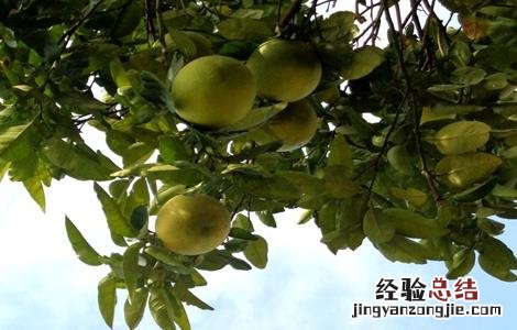 柚子树的高产栽培技术视频 柚子树的高产栽培技术
