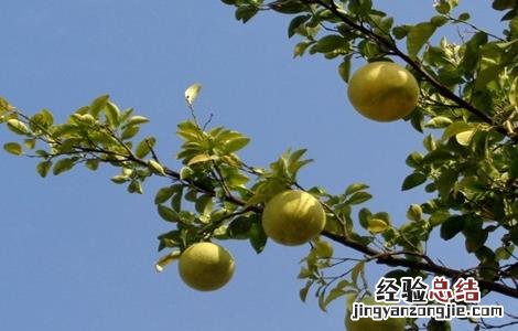 柚子树的高产栽培技术视频 柚子树的高产栽培技术