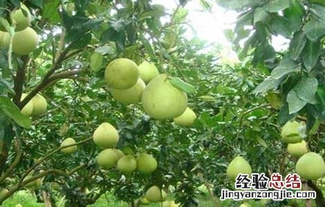柚子树的高产栽培技术视频 柚子树的高产栽培技术
