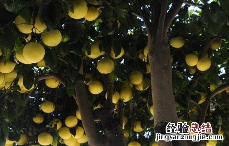 柚子树的高产栽培技术视频 柚子树的高产栽培技术