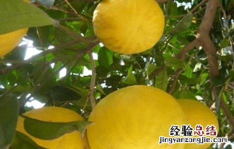 柚子树的高产栽培技术视频 柚子树的高产栽培技术