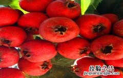 山楂种植的注意事项 山楂的种植方法和技巧