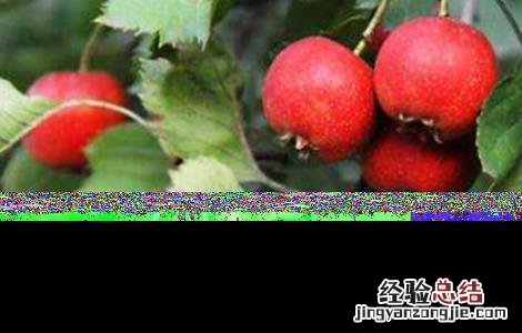 山楂种植的注意事项 山楂的种植方法和技巧