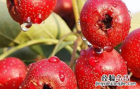 山楂种植的注意事项 山楂的种植方法和技巧