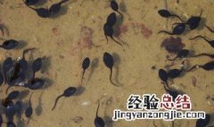 蝌蚪能用清水养吗 蝌蚪能不能用清水养