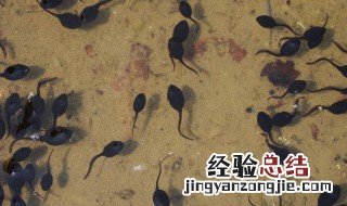 蝌蚪能用清水养吗 蝌蚪能不能用清水养