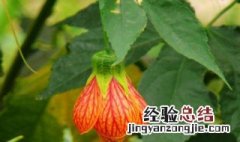 纹瓣悬铃花需几年才能开花 纹瓣悬铃花怎么修剪开花