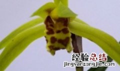 什么兰花没有叶柄环 没有叶柄环的是什么兰
