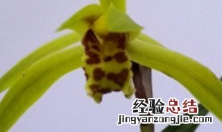 什么兰花没有叶柄环 没有叶柄环的是什么兰