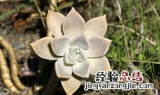 胧月与冬美人哪个好 冬美人和胧月哪个好