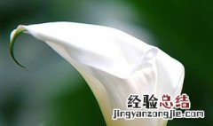 马蹄莲开花后怎么处理 马蹄莲开花怎么处理