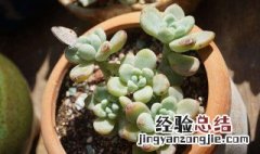 多肉劳尔如何繁殖 劳尔多肉的养殖方法和注意事项