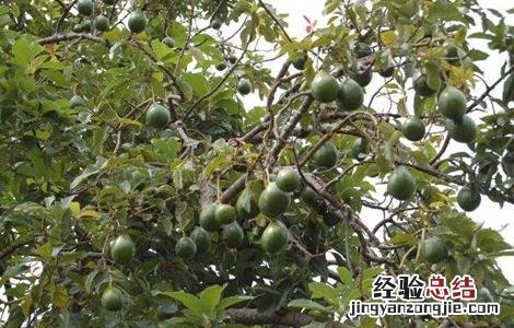 牛油果常见病害及防治 牛油果常见病害及防治方法