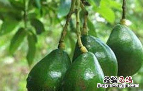 牛油果常见病害及防治 牛油果常见病害及防治方法