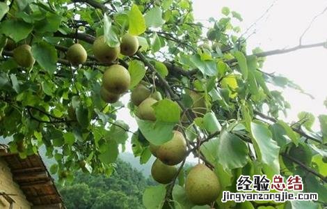 种植梨子的环境要求有哪些 种植梨子的环境要求