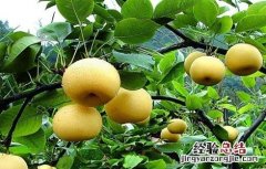 种植梨子的环境要求有哪些 种植梨子的环境要求