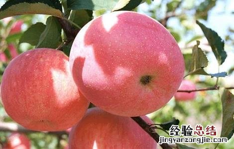 苹果怎么种植盆栽 苹果该怎么种植