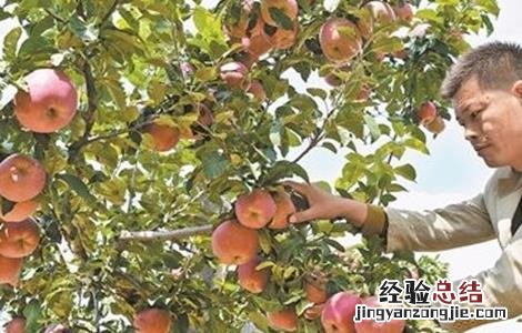 苹果怎么种植盆栽 苹果该怎么种植