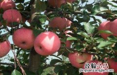 苹果怎么种植盆栽 苹果该怎么种植