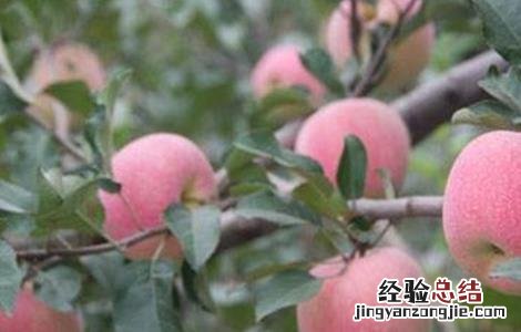 苹果怎么种植盆栽 苹果该怎么种植