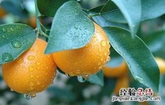 种植金桔的注意事项有哪些 种植金桔的注意事项