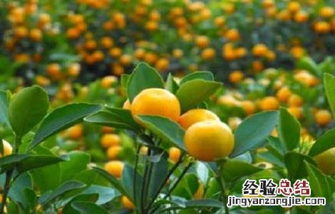 种植金桔的注意事项有哪些 种植金桔的注意事项