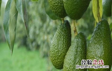 牛油果怎么种 牛油果怎么种植盆栽