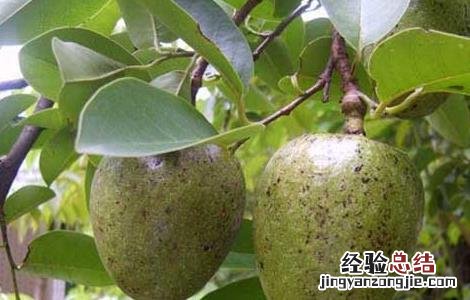 牛油果怎么种 牛油果怎么种植盆栽