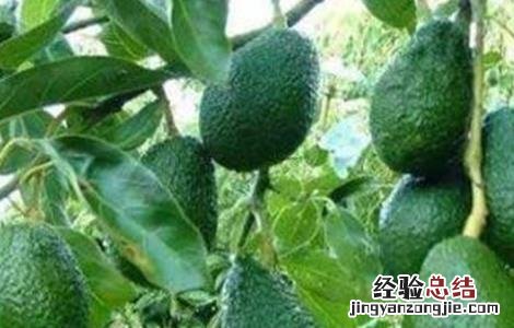 牛油果怎么种 牛油果怎么种植盆栽