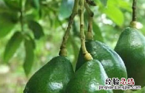 牛油果怎么种 牛油果怎么种植盆栽