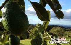 牛油果怎么种 牛油果怎么种植盆栽