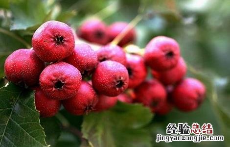 山楂的种植方法 山楂的种植方法视频