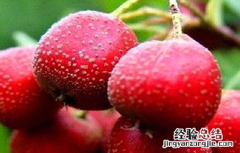 山楂的种植方法 山楂的种植方法视频