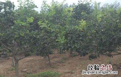 山楂的种植方法 山楂的种植方法视频
